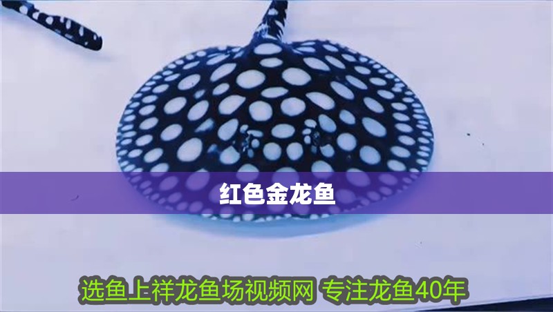 紅色金龍魚