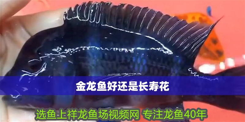金龍魚好還是長(zhǎng)壽花