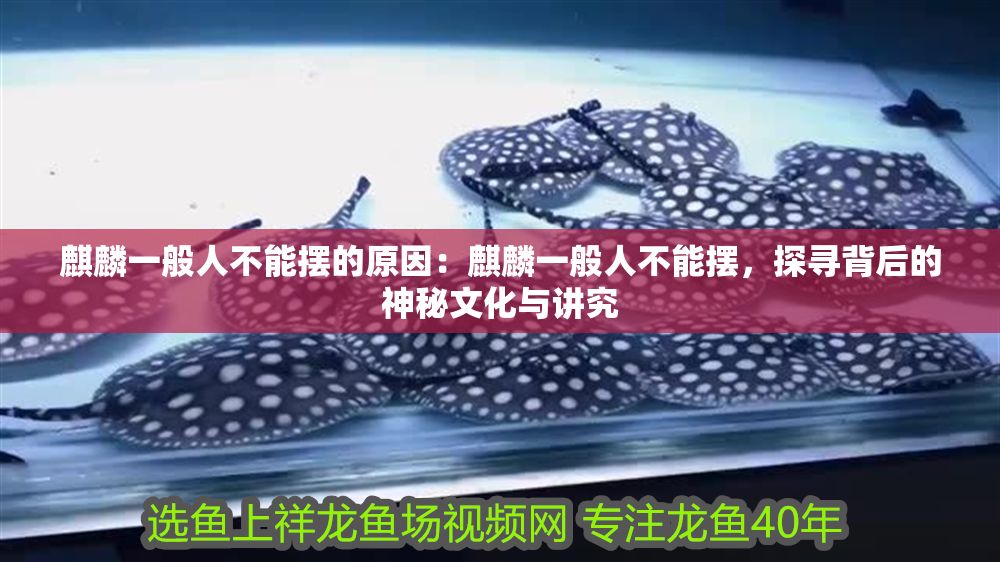 麒麟一般人不能擺的原因：麒麟一般人不能擺，探尋背后的神秘文化與講究 麒麟一般人不能擺的原因：麒麟一般人不能擺，探尋背后的神秘文化與講究 龍魚百科 第1張