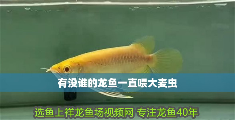 有沒(méi)誰(shuí)的龍魚(yú)一直喂大麥蟲(chóng)