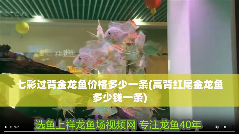 七彩過背金龍魚價格多少一條(高背紅尾金龍魚多少錢一條)