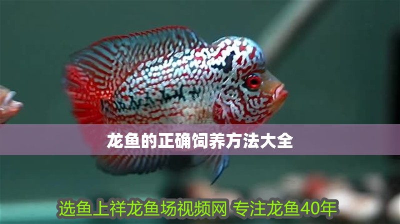 龍魚的正確飼養(yǎng)方法大全