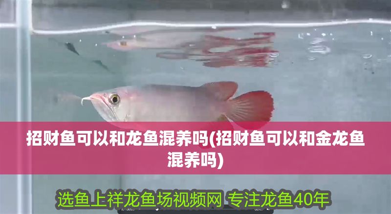 招財魚可以和龍魚混養嗎(招財魚可以和金龍魚混養嗎)