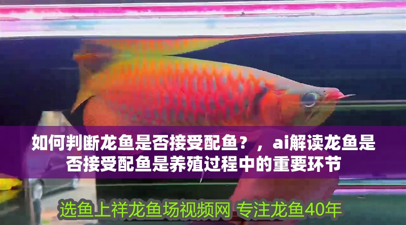 如何判斷龍魚是否接受配魚？，ai解讀龍魚是否接受配魚是養殖過程中的重要環節