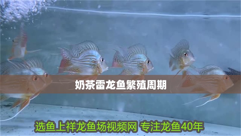 奶茶雷龍魚繁殖周期
