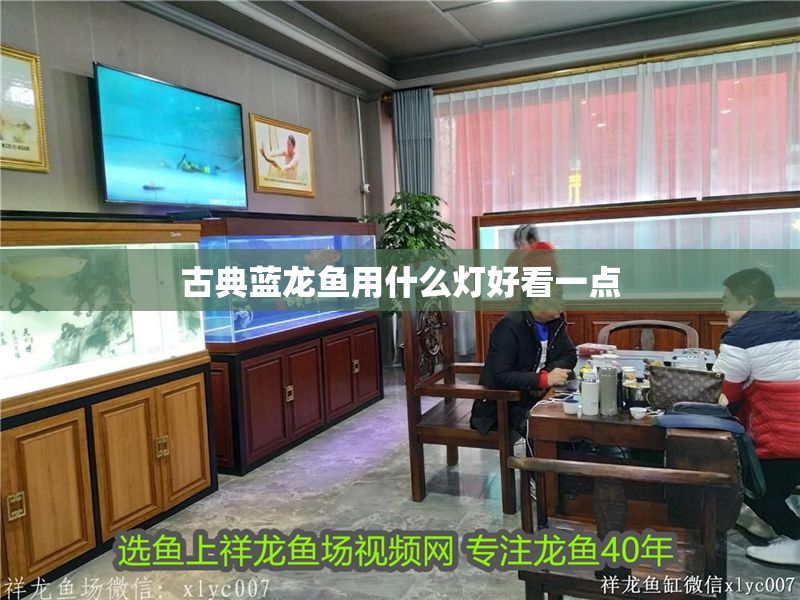 古典藍龍魚用什么燈好看一點