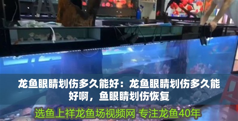 龍魚眼睛劃傷多久能好：龍魚眼睛劃傷多久能好啊，魚眼睛劃傷恢復