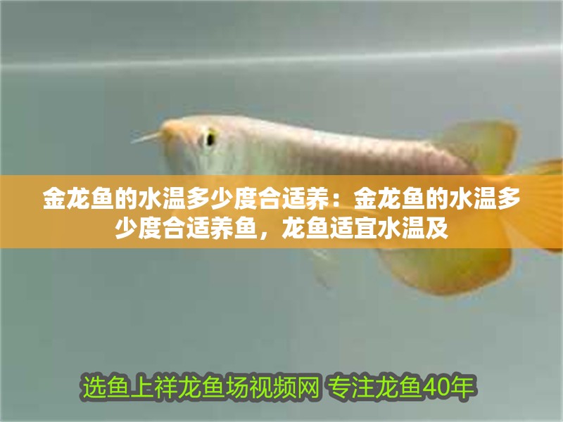 金龍魚(yú)的水溫多少度合適養(yǎng)：金龍魚(yú)的水溫多少度合適養(yǎng)魚(yú)，龍魚(yú)適宜水溫及