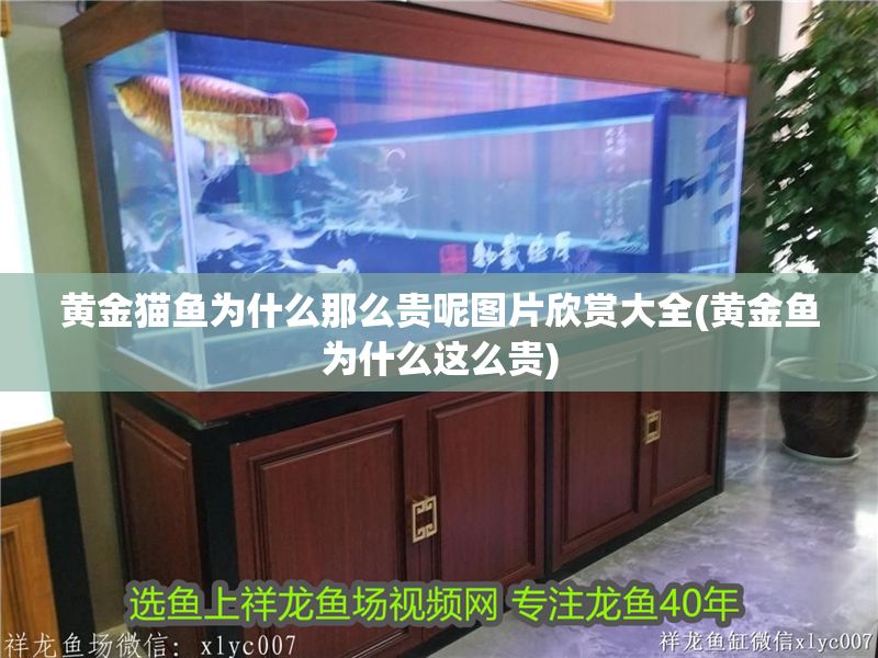 黃金貓魚為什么那么貴呢圖片欣賞大全(黃金魚為什么這么貴)