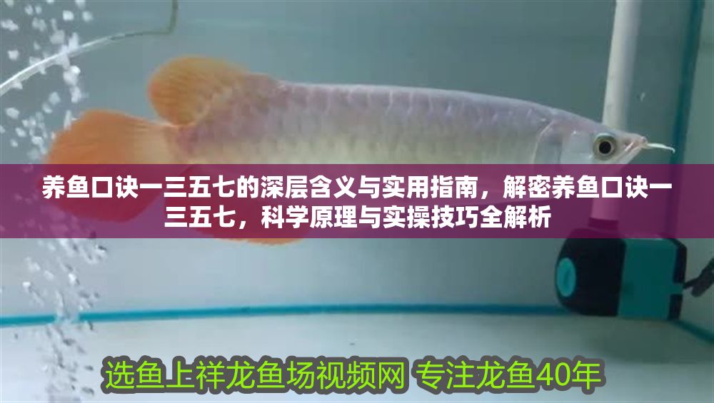 養魚口訣一三五七的深層含義與實用指南，解密養魚口訣一三五七，科學原理與實操技巧全解析