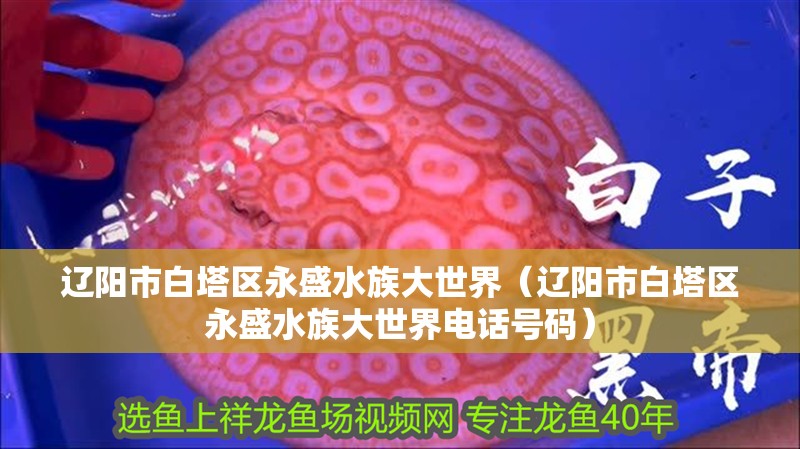 遼陽市白塔區永盛水族大世界（遼陽市白塔區永盛水族大世界電話號碼）