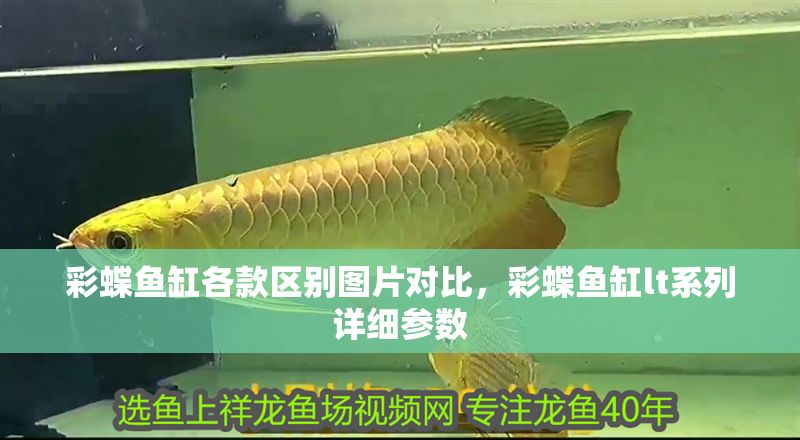 彩蝶魚缸各款區(qū)別圖片對(duì)比，彩蝶魚缸lt系列詳細(xì)參數(shù)