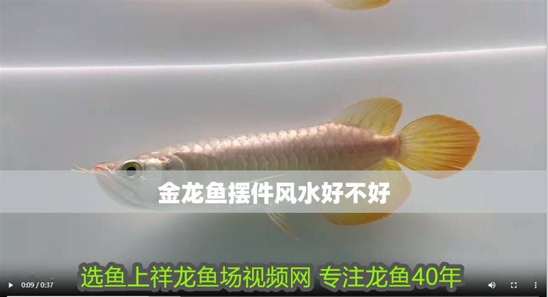 金龍魚擺件風水好不好