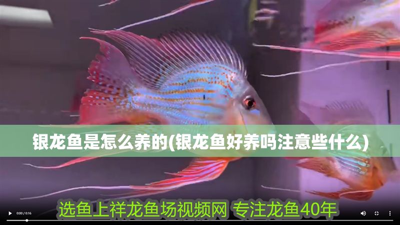 銀龍魚是怎么養(yǎng)的(銀龍魚好養(yǎng)嗎注意些什么)