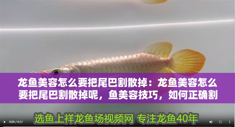 龍魚美容怎么要把尾巴割散掉：龍魚美容怎么要把尾巴割散掉呢，魚美容技巧，如何正確割散尾巴