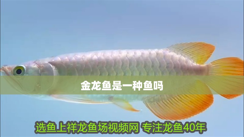 金龍魚是一種魚嗎