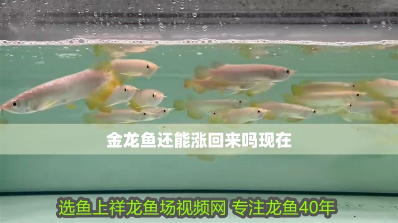 金龍魚還能漲回來嗎現在