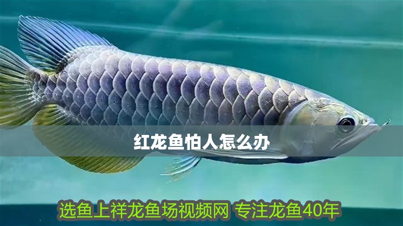 紅龍魚怕人怎么辦