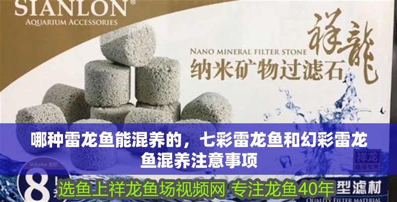哪種雷龍魚能混養(yǎng)的，七彩雷龍魚和幻彩雷龍魚混養(yǎng)注意事項 哪種雷龍魚能混養(yǎng)的，七彩雷龍魚和幻彩雷龍魚混養(yǎng)注意事項 龍魚百科 第6張