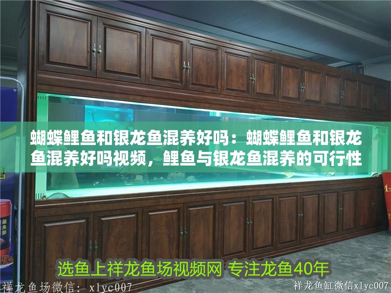 蝴蝶鯉魚和銀龍魚混養好嗎：蝴蝶鯉魚和銀龍魚混養好嗎視頻，鯉魚與銀龍魚混養的可行性