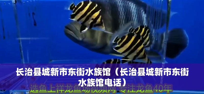 長治縣城新市東街水族館（長治縣城新市東街水族館電話）