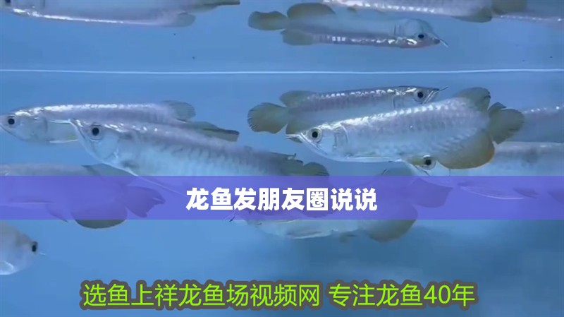 龍魚發朋友圈說說