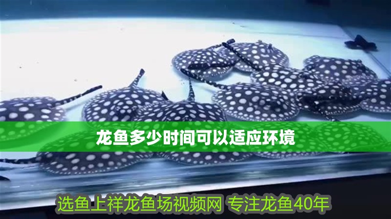 龍魚多少時間可以適應環境 龍魚多少時間可以適應環境 龍魚百科 第2張