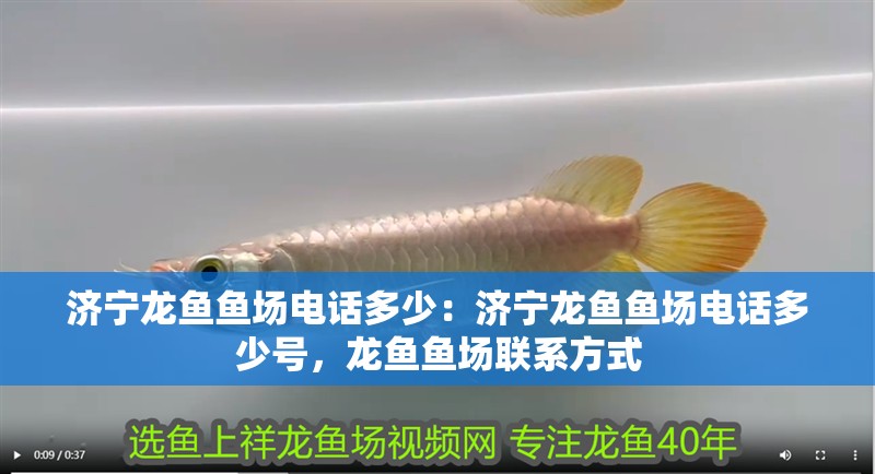 濟(jì)寧龍魚魚場(chǎng)電話多少：濟(jì)寧龍魚魚場(chǎng)電話多少號(hào)，龍魚魚場(chǎng)聯(lián)系方式