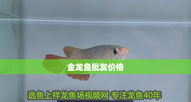 金龍魚批發價格