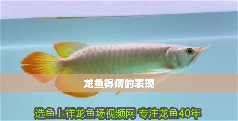 龍魚得病的表現(xiàn)