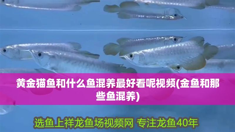 黃金貓魚和什么魚混養最好看呢視頻(金魚和那些魚混養)