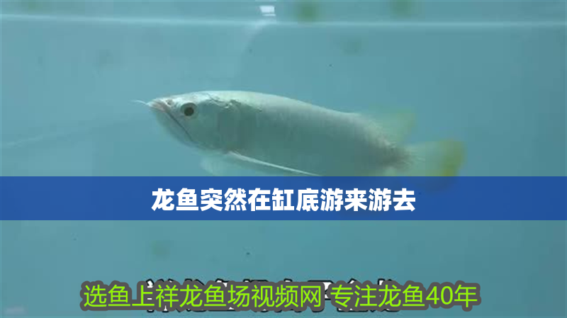 龍魚突然在缸底游來游去