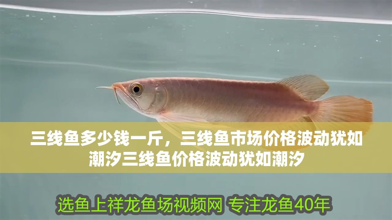 三線魚多少錢一斤，三線魚市場價格波動猶如潮汐三線魚價格波動猶如潮汐