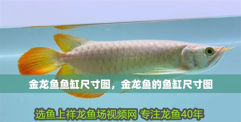 金龍魚(yú)魚(yú)缸尺寸圖，金龍魚(yú)的魚(yú)缸尺寸圖