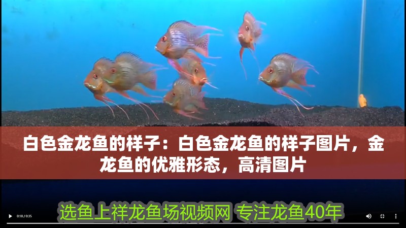 白色金龍魚的樣子：白色金龍魚的樣子圖片，金龍魚的優雅形態，高清圖片