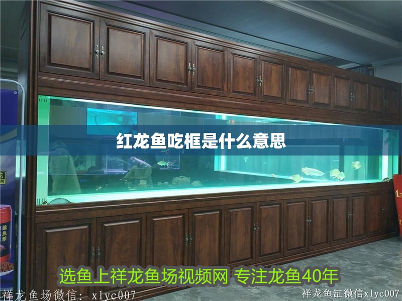 紅龍魚吃框是什么意思