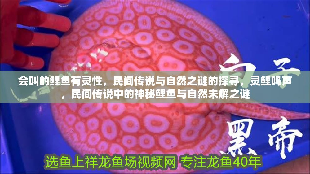 會叫的鯉魚有靈性，民間傳說與自然之謎的探尋，靈鯉鳴聲，民間傳說中的神秘鯉魚與自然未解之謎