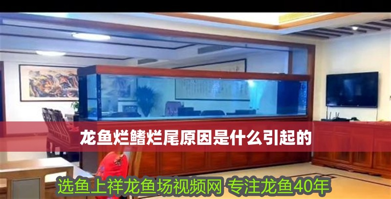 龍魚爛鰭爛尾原因是什么引起的