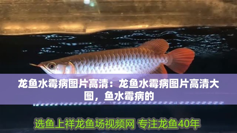 龍魚(yú)水霉病圖片高清：龍魚(yú)水霉病圖片高清大圖，魚(yú)水霉病的