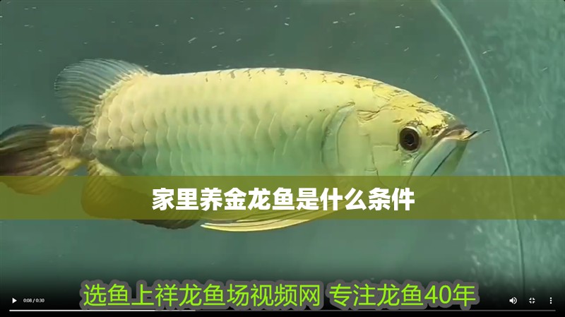 家里養金龍魚是什么條件