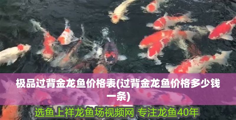 極品過背金龍魚價格表(過背金龍魚價格多少錢一條)