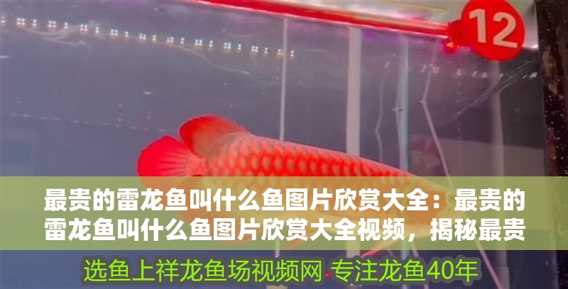 最貴的雷龍魚叫什么魚圖片欣賞大全：最貴的雷龍魚叫什么魚圖片欣賞大全視頻，揭秘最貴雷龍魚的神秘名稱與高清圖片欣賞