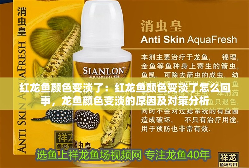 紅龍魚顏色變淡了：紅龍魚顏色變淡了怎么回事，龍魚顏色變淡的原因及對策分析