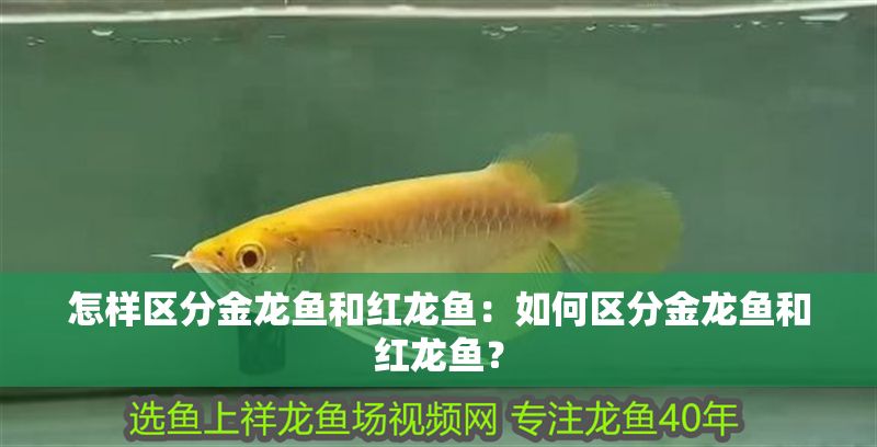 怎樣區(qū)分金龍魚和紅龍魚：如何區(qū)分金龍魚和紅龍魚？