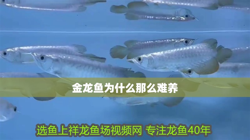 金龍魚為什么那么難養