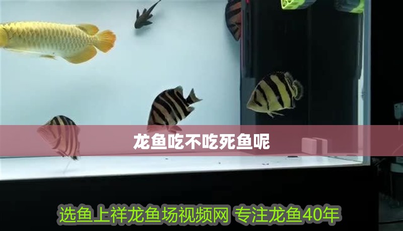 龍魚吃不吃死魚呢