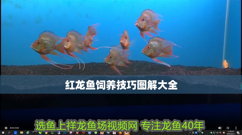 紅龍魚飼養(yǎng)技巧圖解大全
