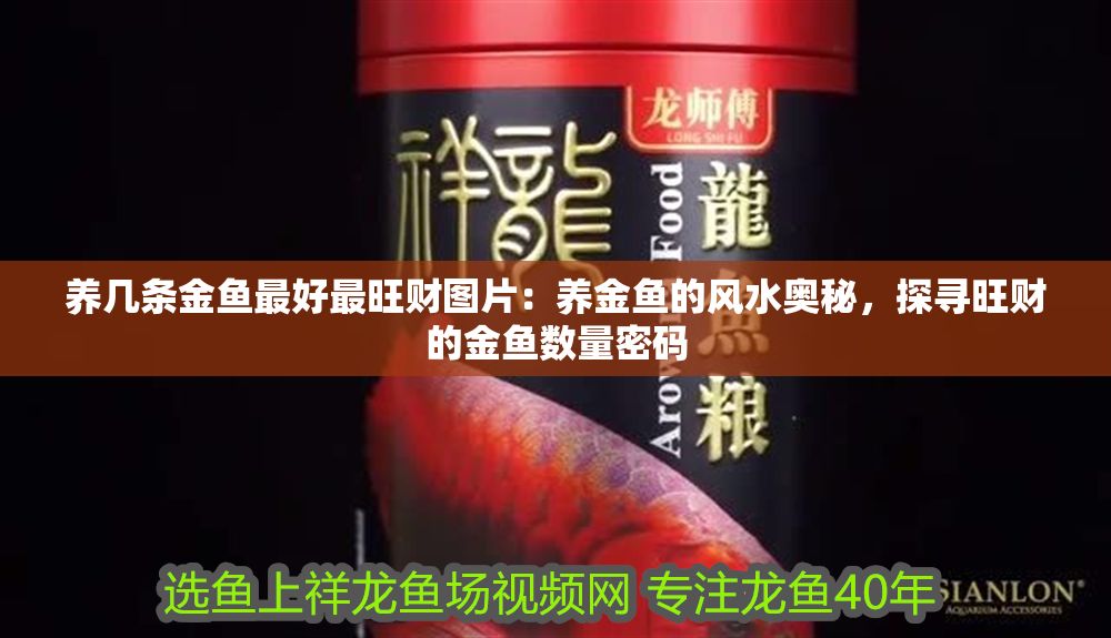 養幾條金魚最好最旺財圖片：養金魚的風水奧秘，探尋旺財的金魚數量密碼