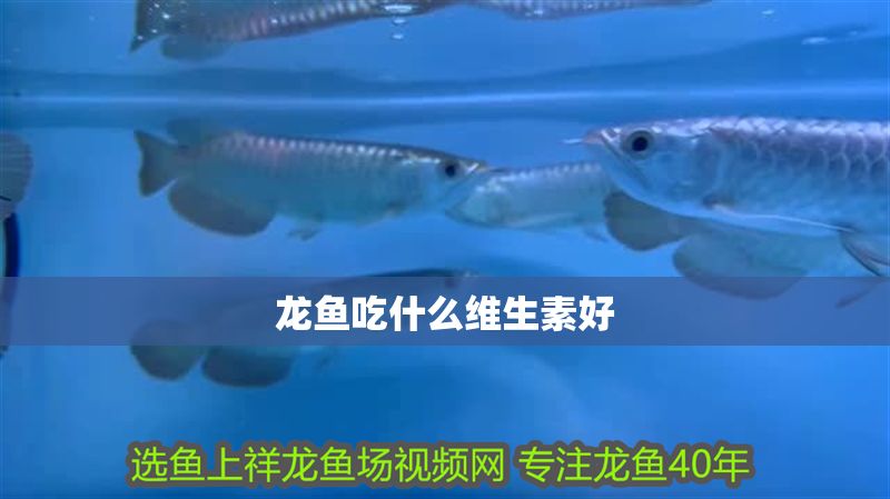 龍魚吃什么維生素好