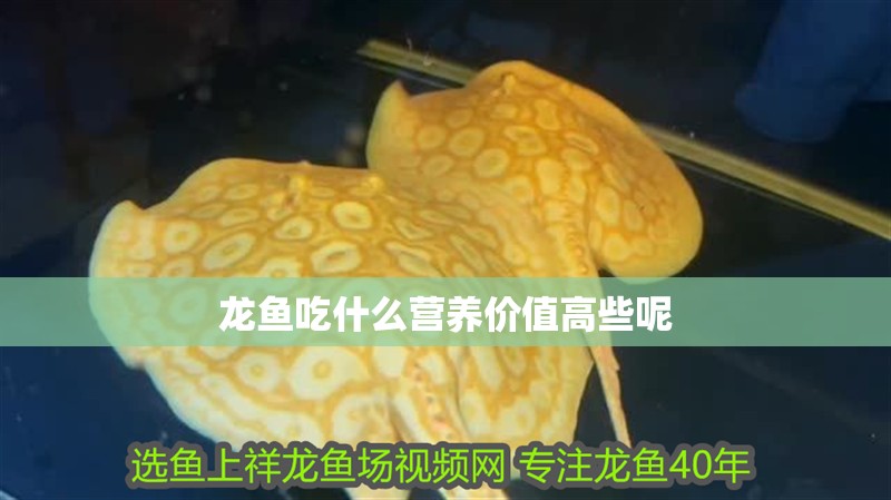 龍魚吃什么營養價值高些呢